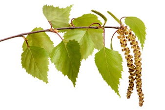 Hautarztpraxis Dr. Kathrin Laaff, Doctor-medic Stefan-Petru Ciuloi, Fachärzte für Dermatologie, Allergologie